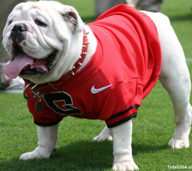 UGA VII